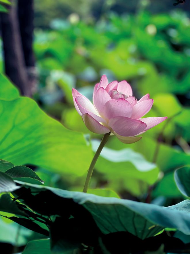 走进中国院子品味隐士音响的极乐人生新葡京娱乐城荷颜悦色如诗如画——(图7) 走进中国院子品味隐士音响的极乐人生新葡京娱乐城荷颜悦色如诗如画——(图7)