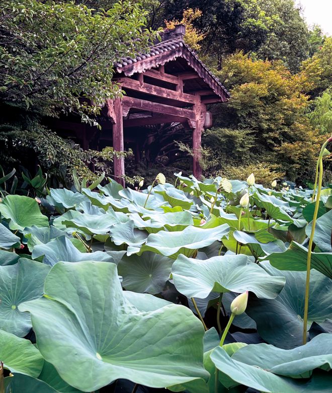 走进中国院子品味隐士音响的极乐人生新葡京娱乐城荷颜悦色如诗如画——(图15) 走进中国院子品味隐士音响的极乐人生新葡京娱乐城荷颜悦色如诗如画——(图15)